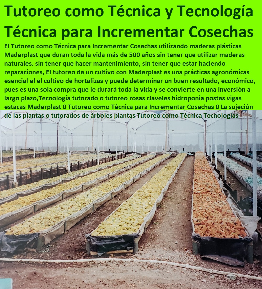 Tecnología tutorado o tutoreo rosas claveles hidroponia postes vigas estacas Maderplast 0 Tutoreo como Técnica para Incrementar Cosechas 0 La sujeción de las plantas o tutorados de árboles plantas Tutoreo como Técnica Tecnologías Tecnología tutorado o tutoreo rosas claveles hidroponia postes vigas HIDROPONÍA, AGRICULTURA, COSECHA, POSCOSECHA, Tutores para Flores cable vía Bananas Aromáticas, Cultivos Tecnificados, Invernaderos, Semilleros, Bancos De Siembra, estacas Maderplast 0 Tutoreo como Técnica para Incrementar Cosechas 0 La sujeción de las plantas o tutorados de árboles plantas Tutoreo como Técnica Tecnologías